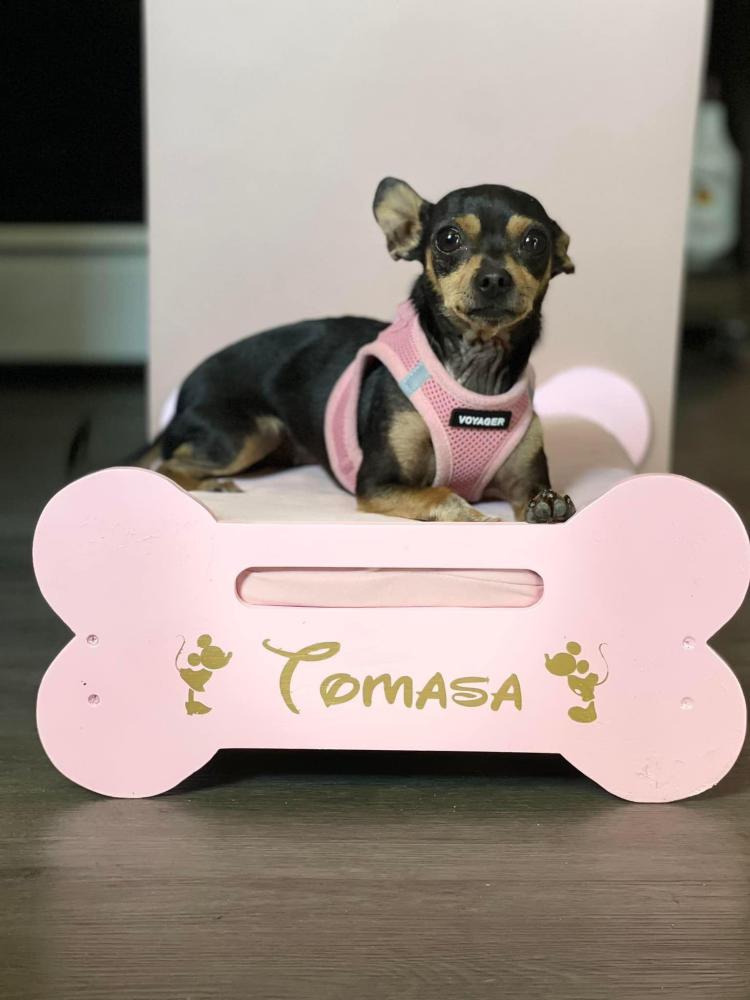 Image of Tomasa, Lost Dog