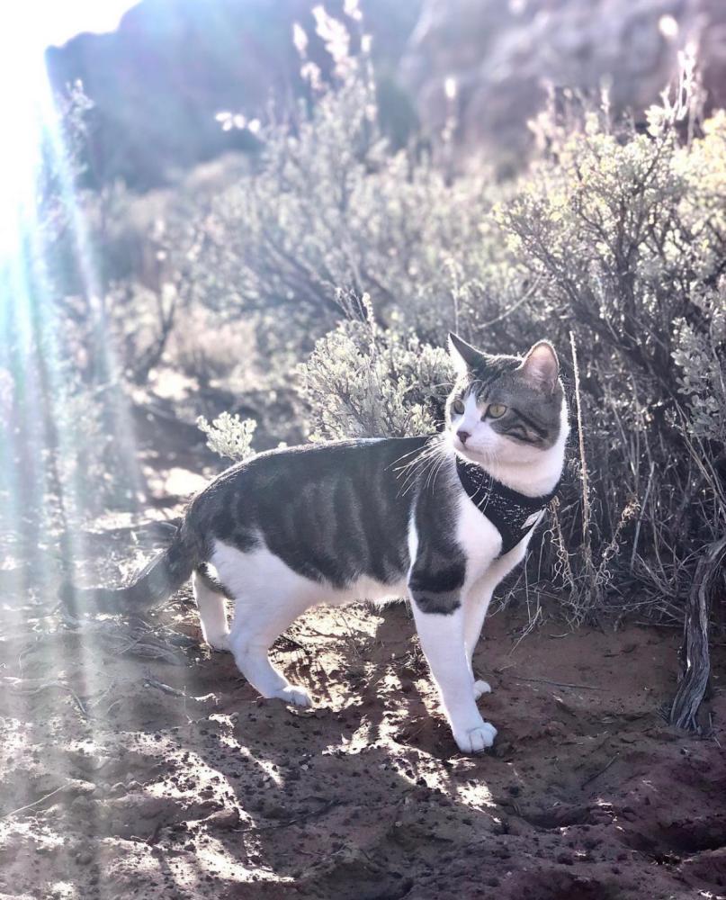 Image of Scoobert McDoo, Lost Cat