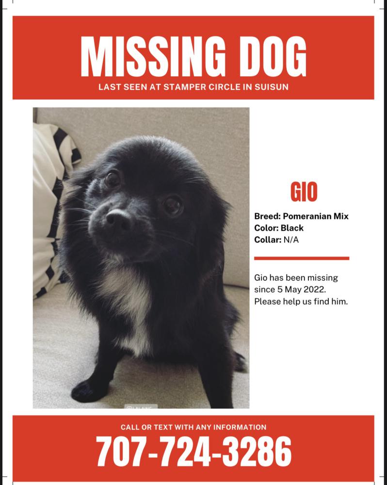 Image of GIO, Lost Dog