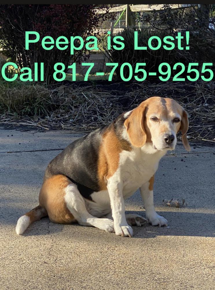 Image of Peepa,, Lost Dog