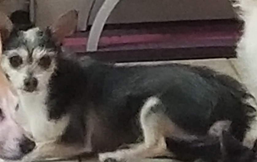 Image of Pulgoso, Lost Dog