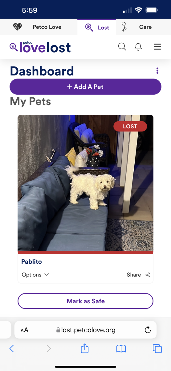 Image of Pablito, Lost Dog
