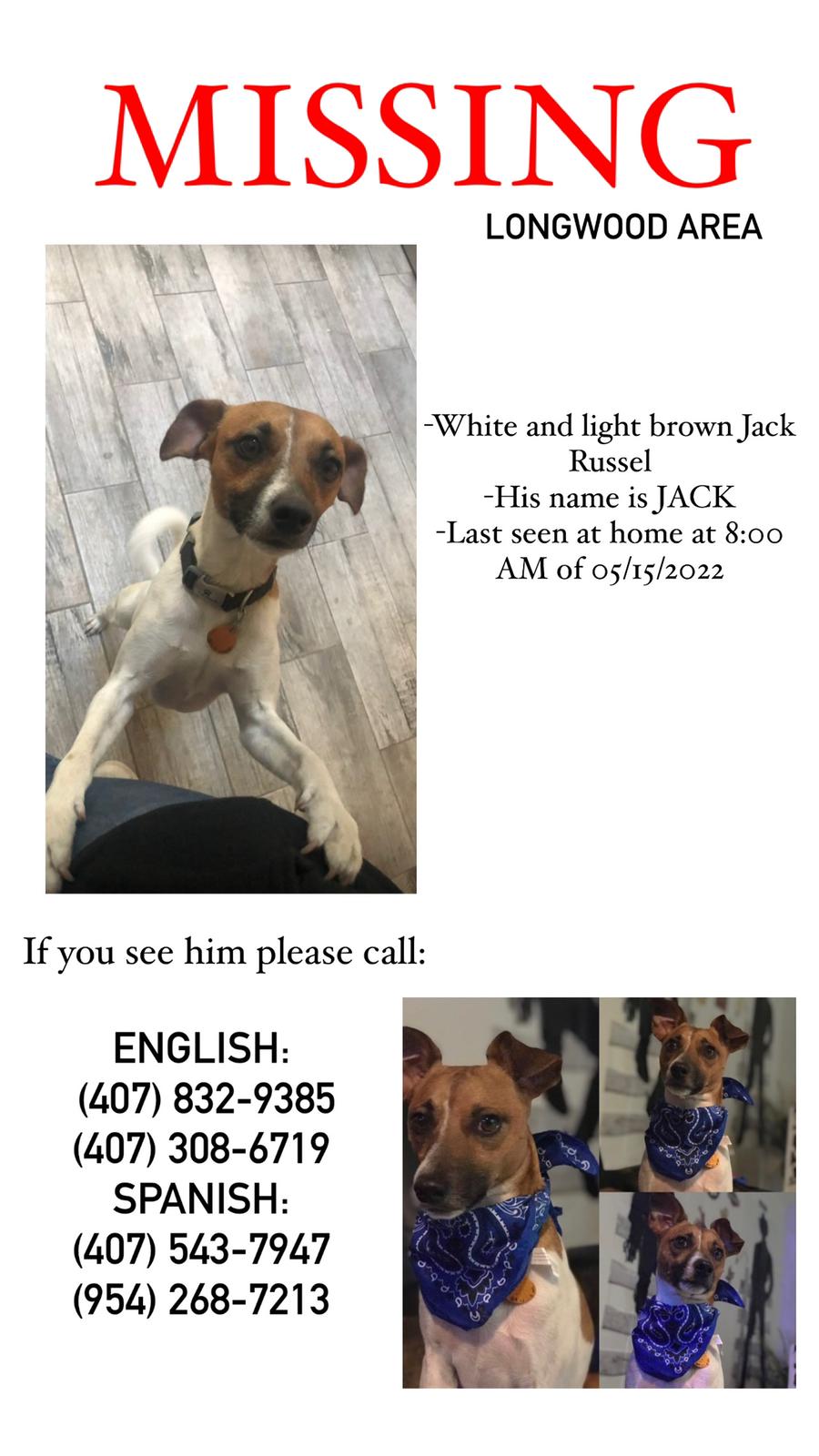 Image of JACK, Lost Dog