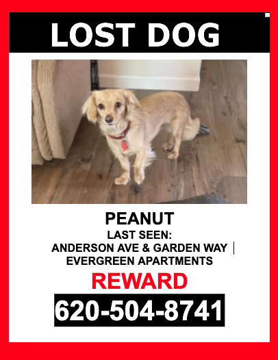 Image of Peanut, Lost Dog