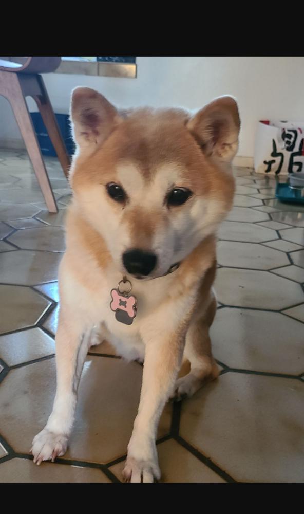 Image of Kyoko, Lost Dog