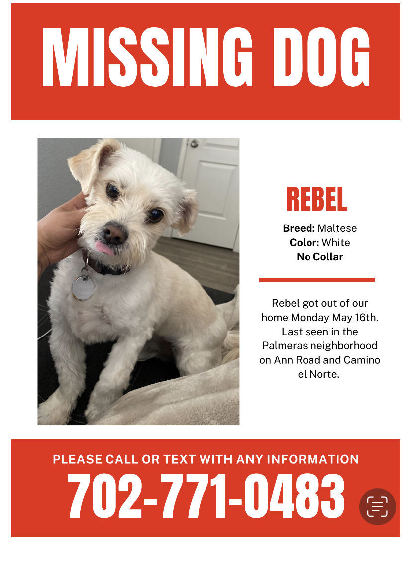 Image of Rebel, Lost Dog