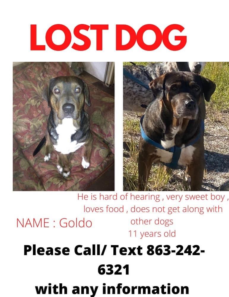 Image of Goldo, Lost Dog