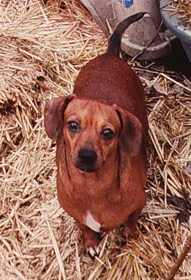 Image of Lucy Lou, Lost Dog