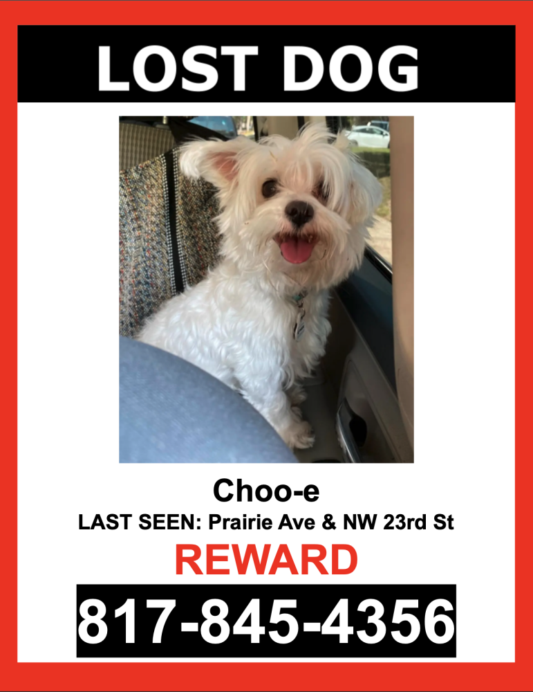 Image of Choo-e, Lost Dog