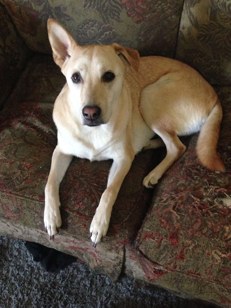 Image of Isabelle, Lost Dog