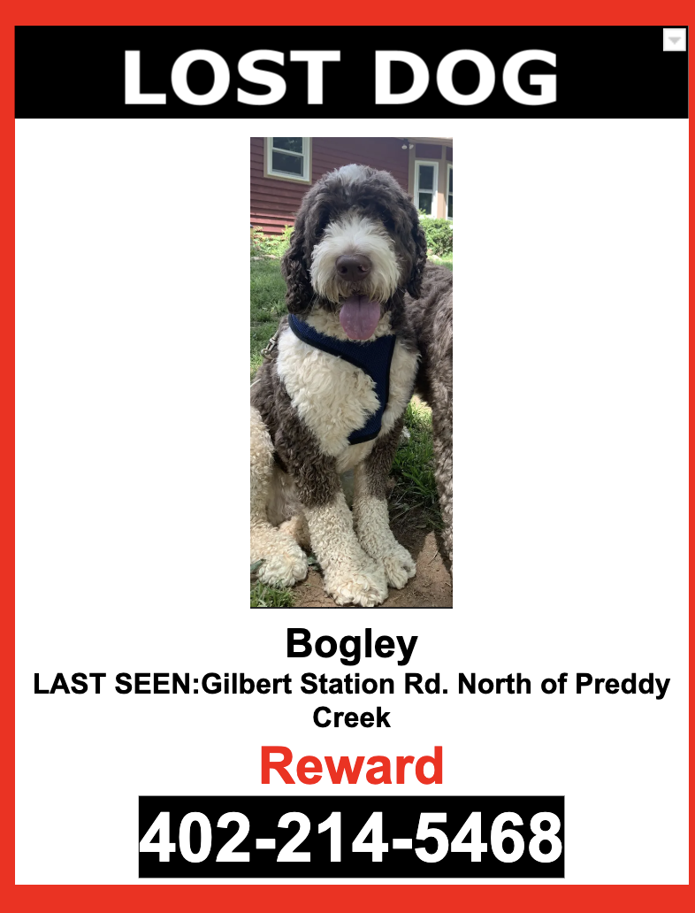 Image of Bogley, Lost Dog