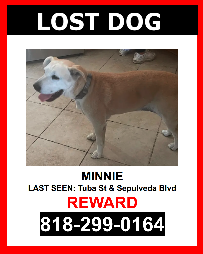 Image of Minnie, Lost Dog