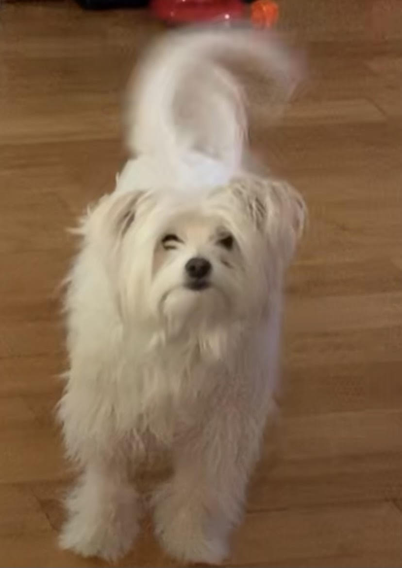 Image of Feather, Lost Dog