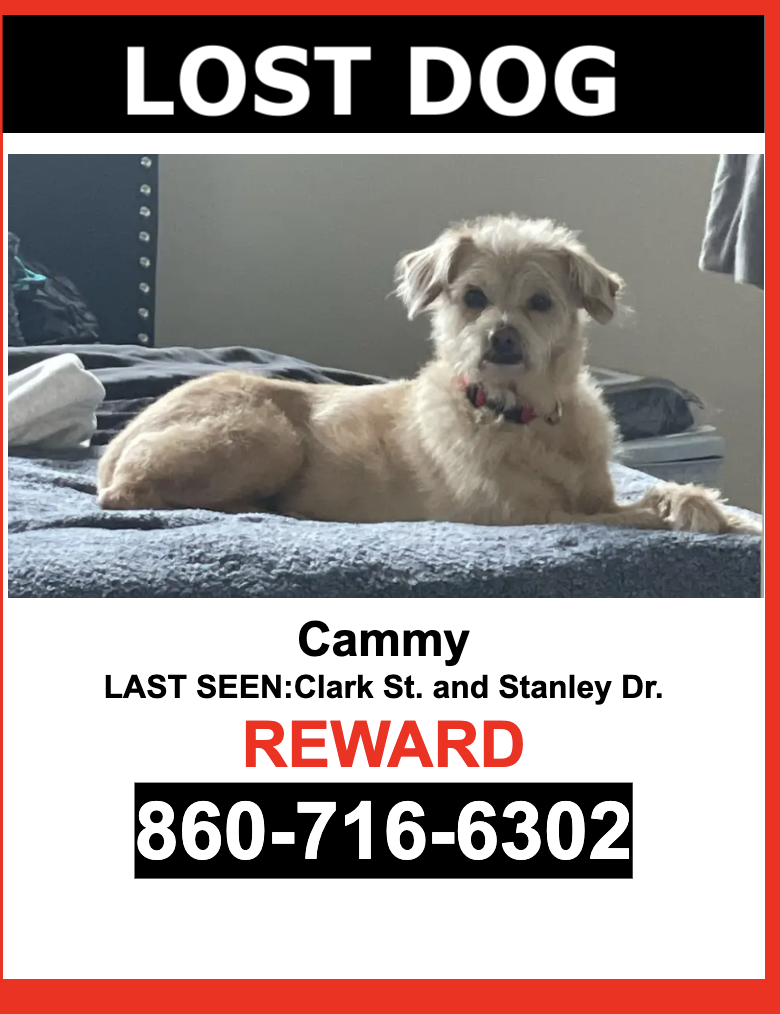 Image of Cammy, Lost Dog