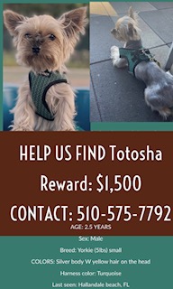 Image of Totosha, Lost Dog