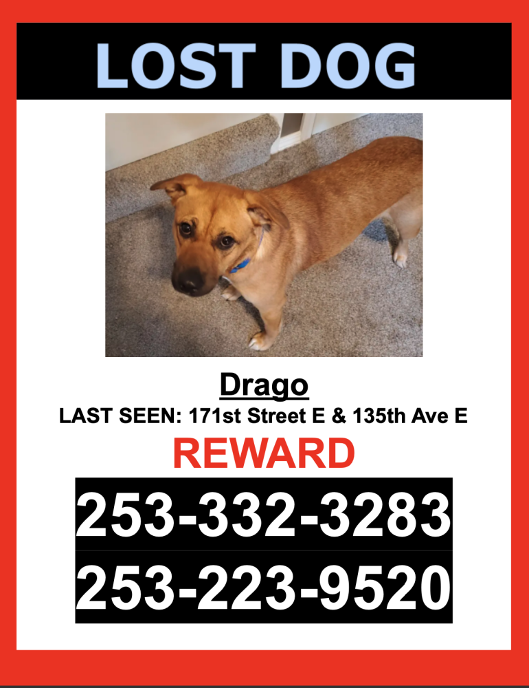 Image of Drago, Lost Dog