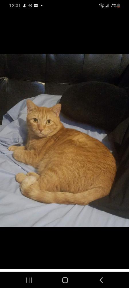 Image of Tiger Thigpen, Lost Cat