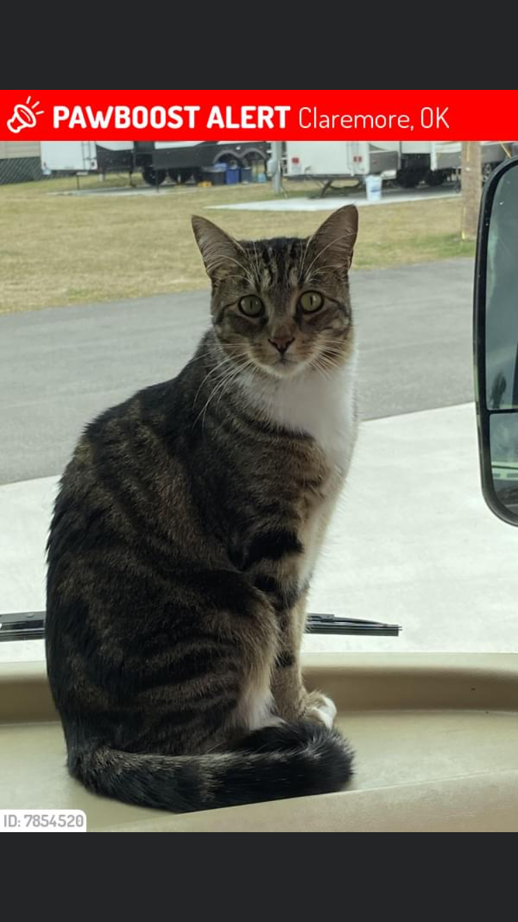 Image of Fred, Lost Cat