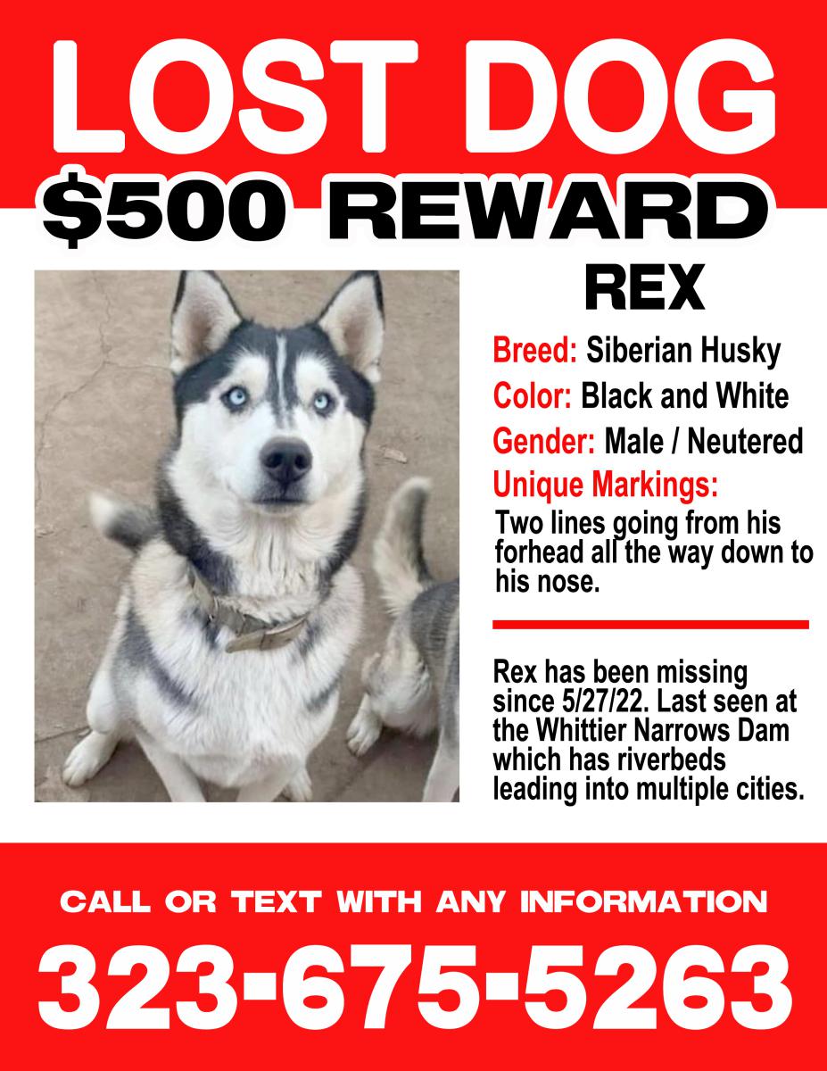 Image of REX, Lost Dog