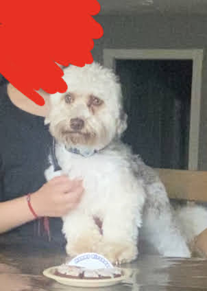 Image of Franky, Lost Dog
