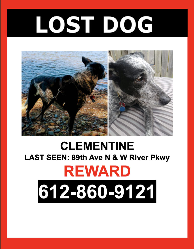 Image of Clementine, Lost Dog