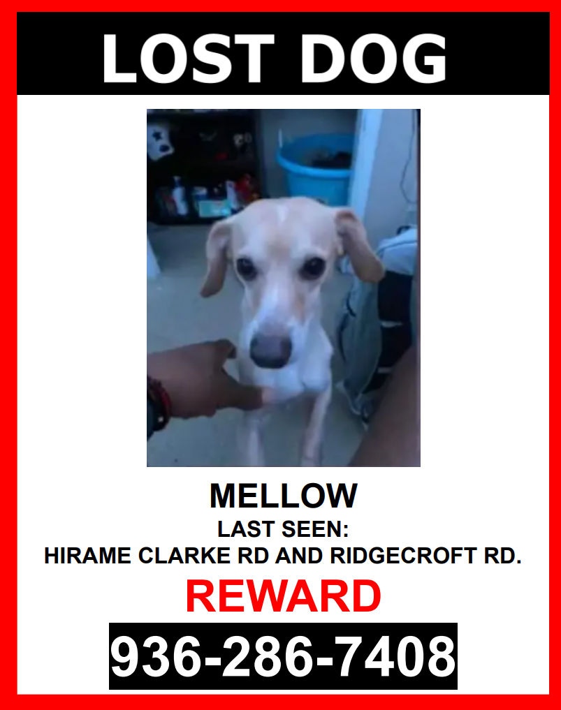 Image of Mellow, Lost Dog