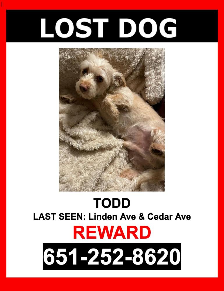 Image of Todd, Lost Dog