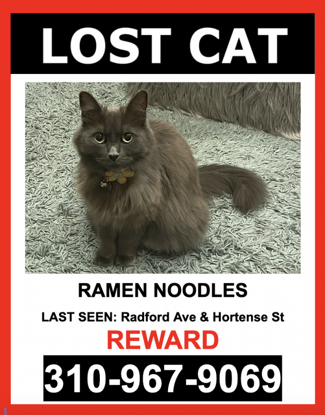 Image of Ramen Noodles, Lost Cat