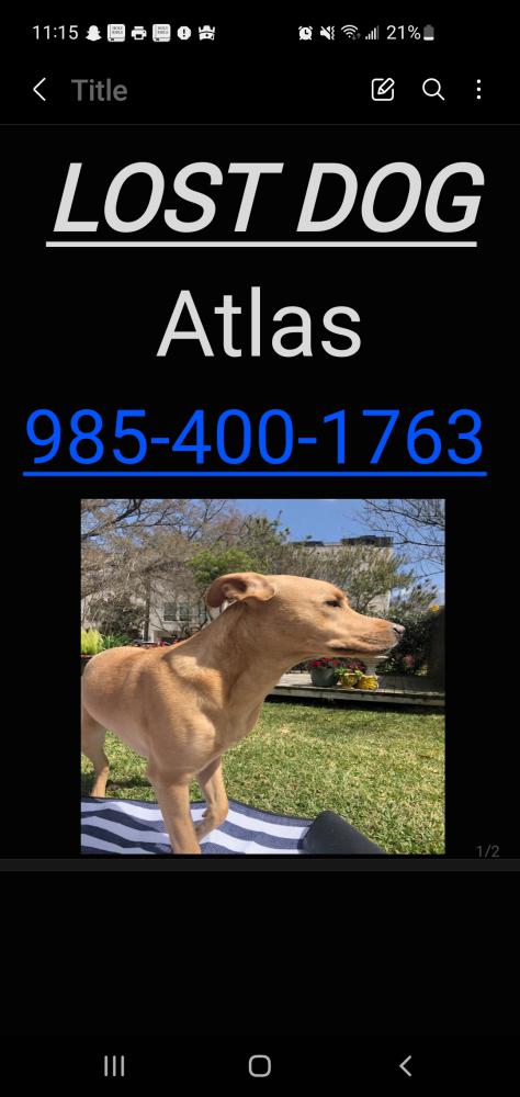 Image of Atlas, Lost Dog