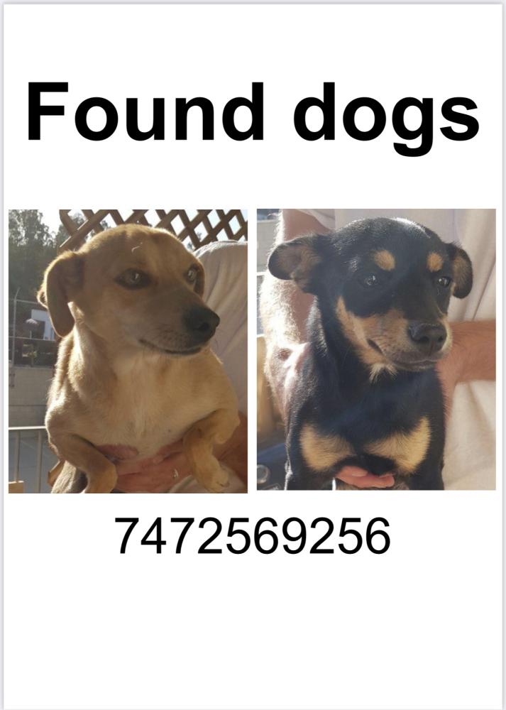 Image of Two dogs, Found Dog