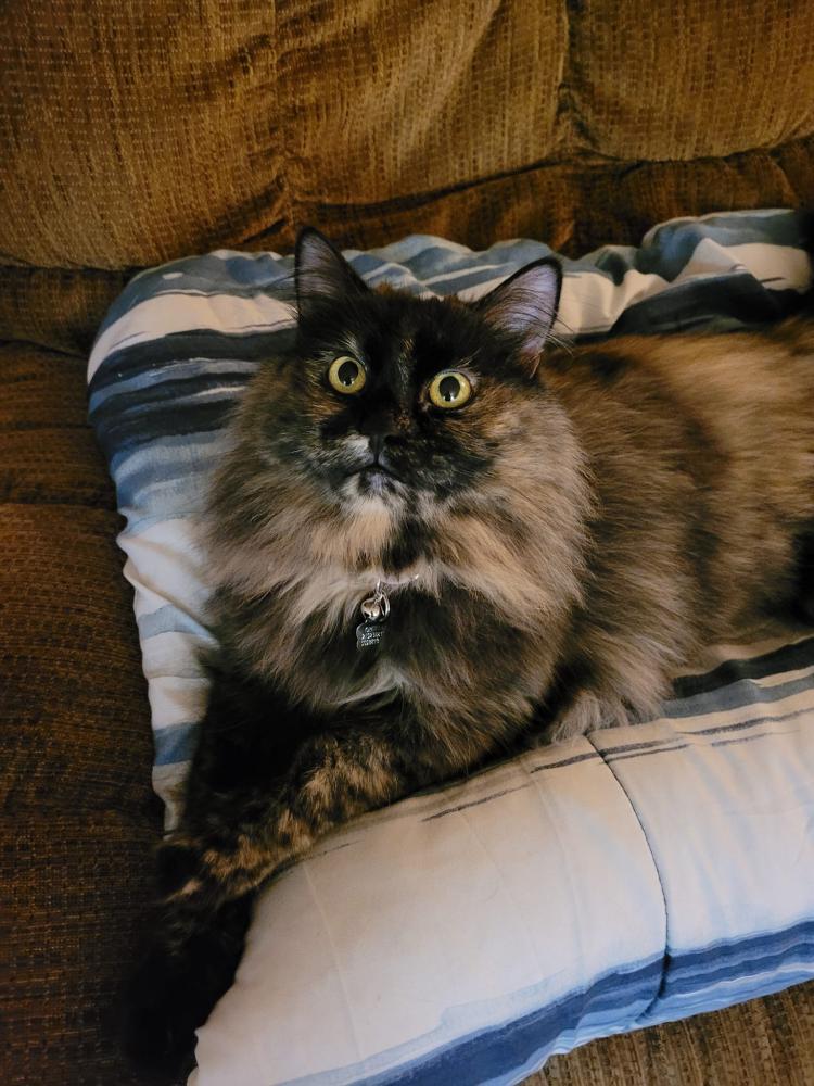 Image of Ophelia, Lost Cat