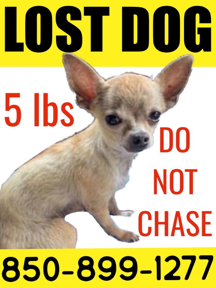 Image of ODIE, Lost Dog