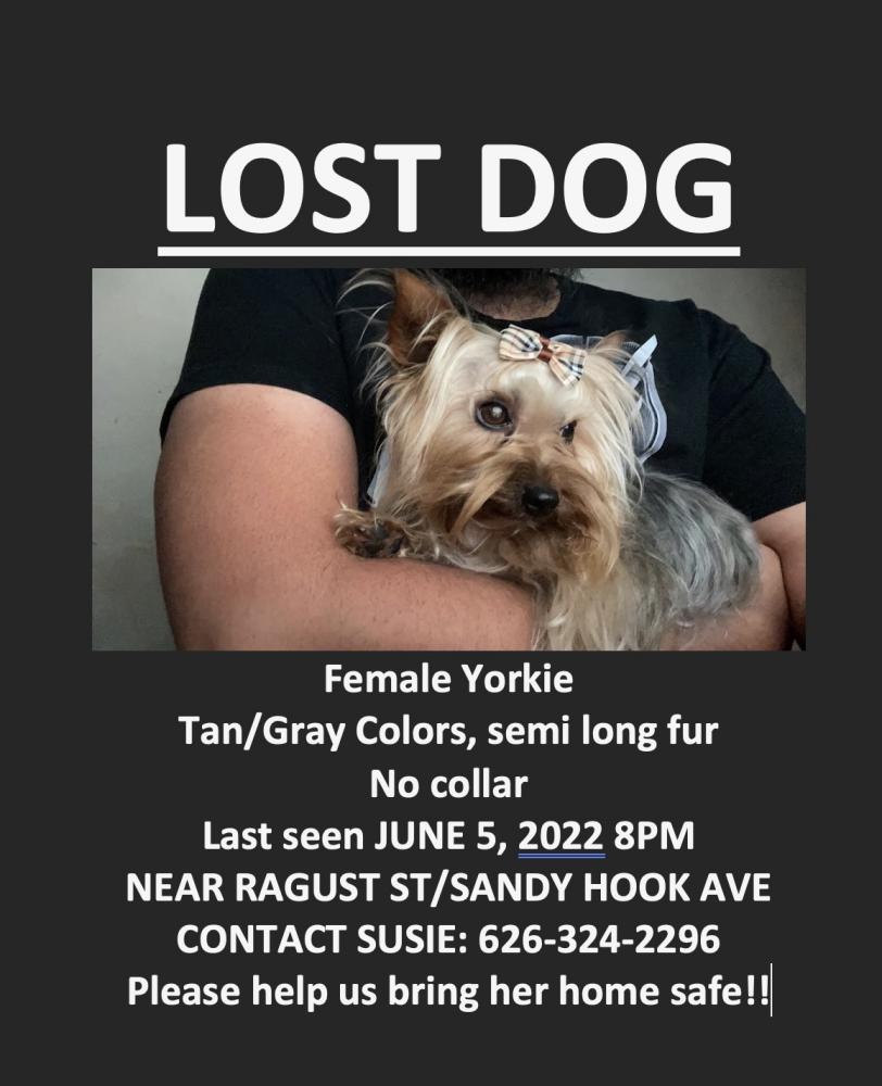 Image of Mercy, Lost Dog