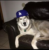 Image of Koufax, Lost Dog
