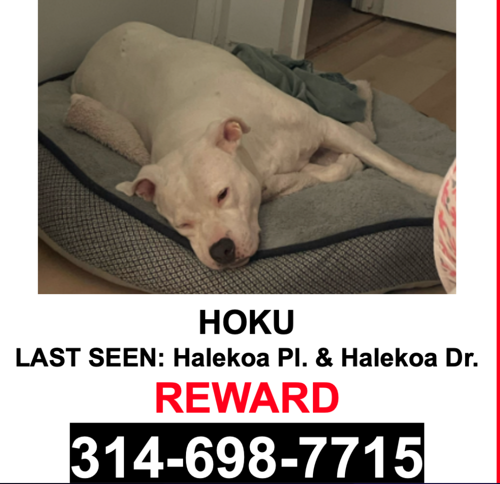Image of Hoku, Lost Dog