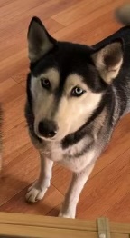 Image of Allyna, Lost Dog