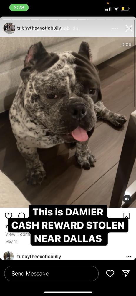 Image of Damier, Lost Dog