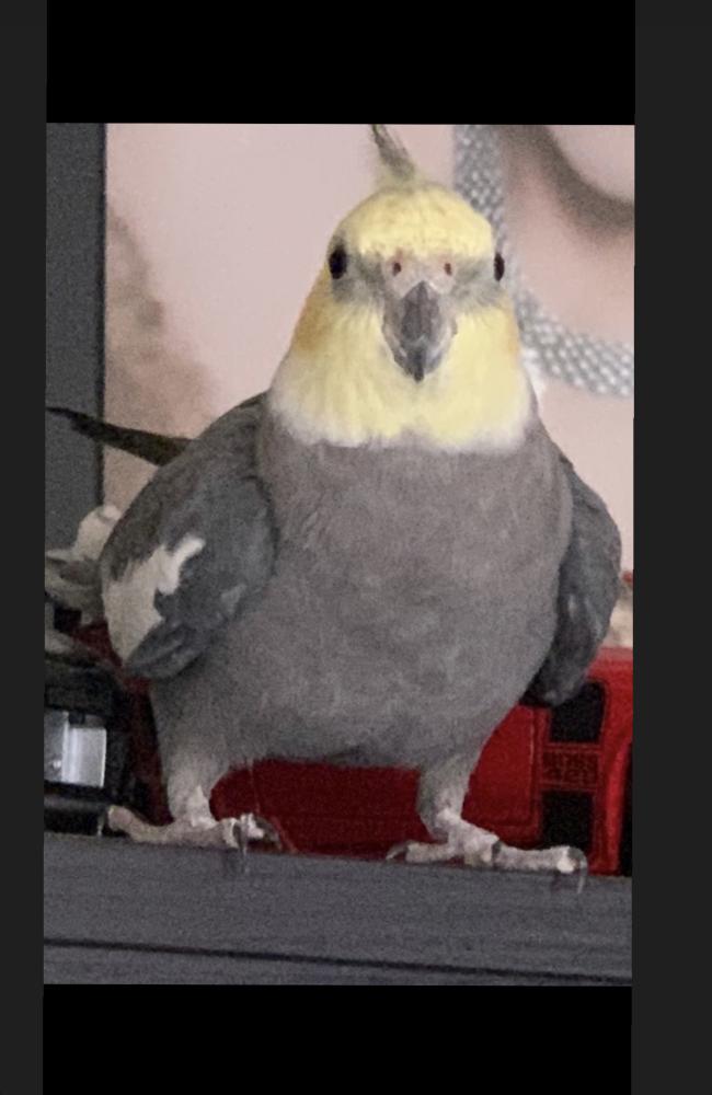Image of Cabo, Lost Bird