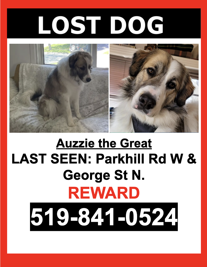Image of Auzzie, Lost Dog