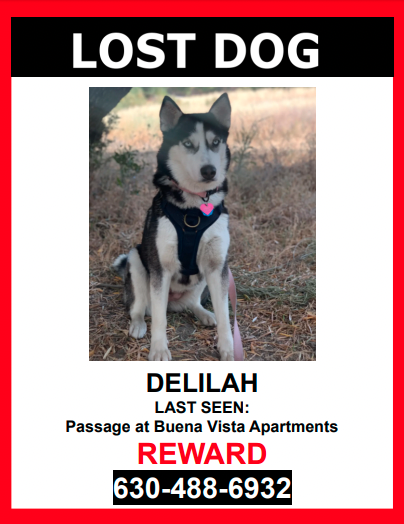 Image of Delilah, Lost Dog