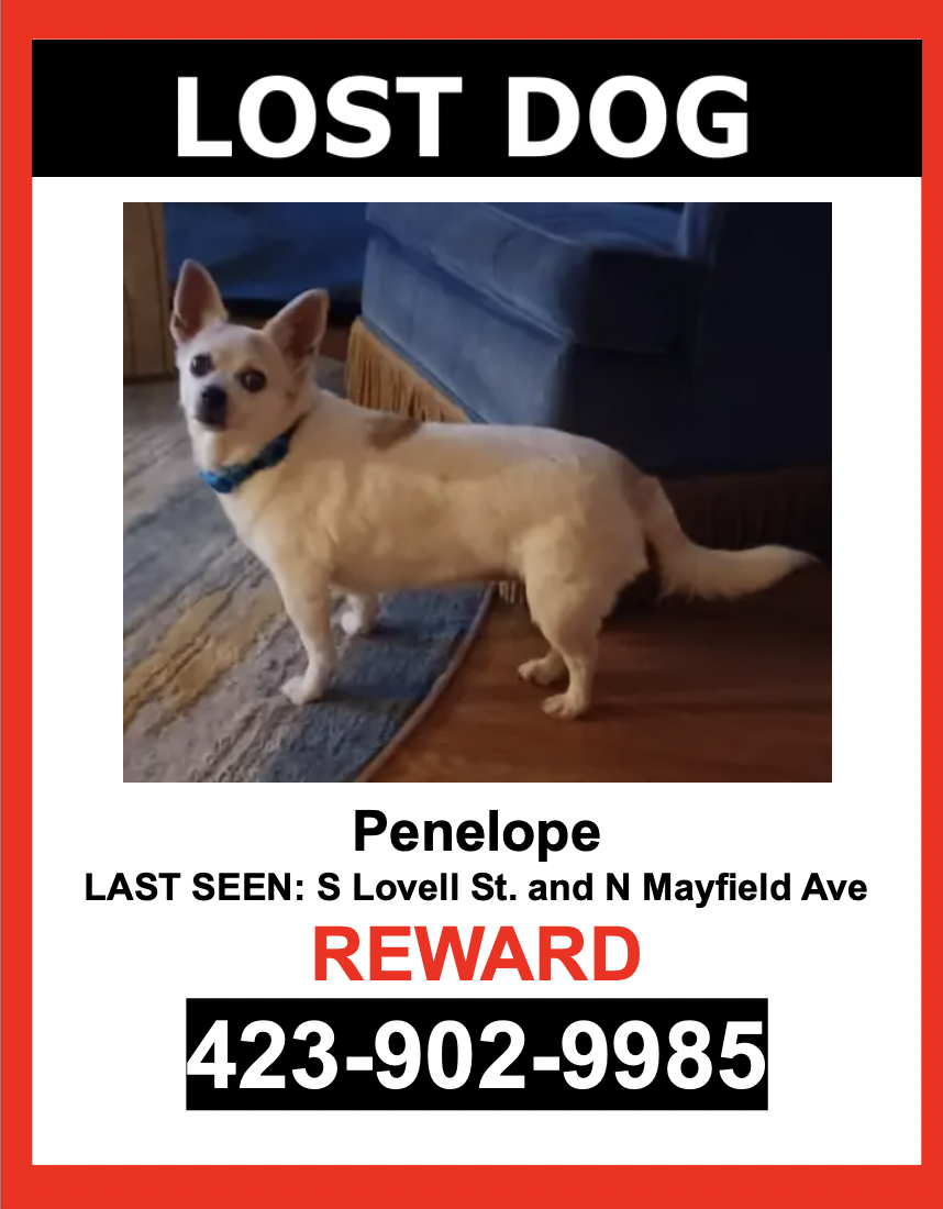 Image of Penelope, Lost Dog