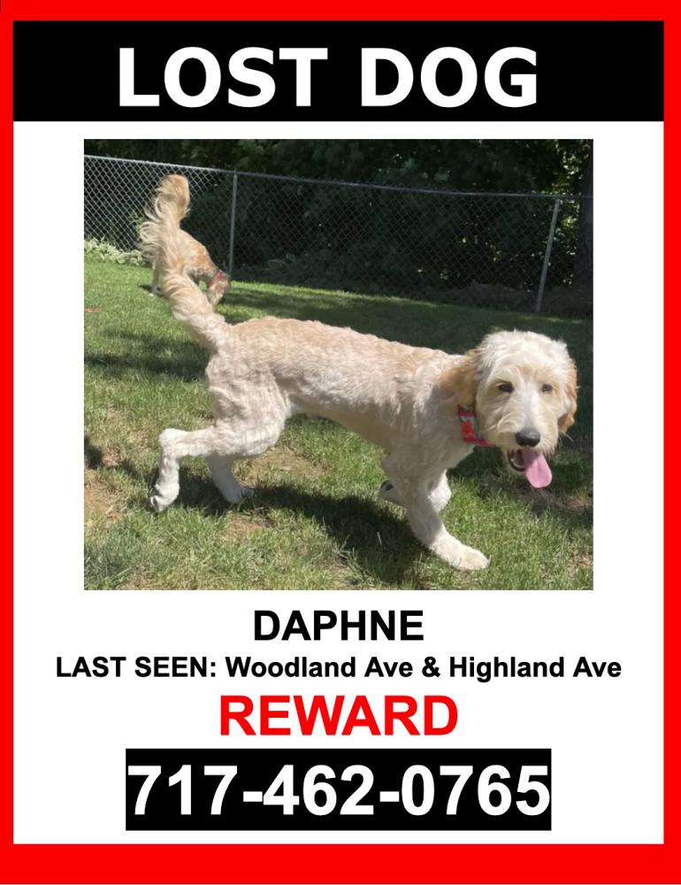 Image of Daphne, Lost Dog