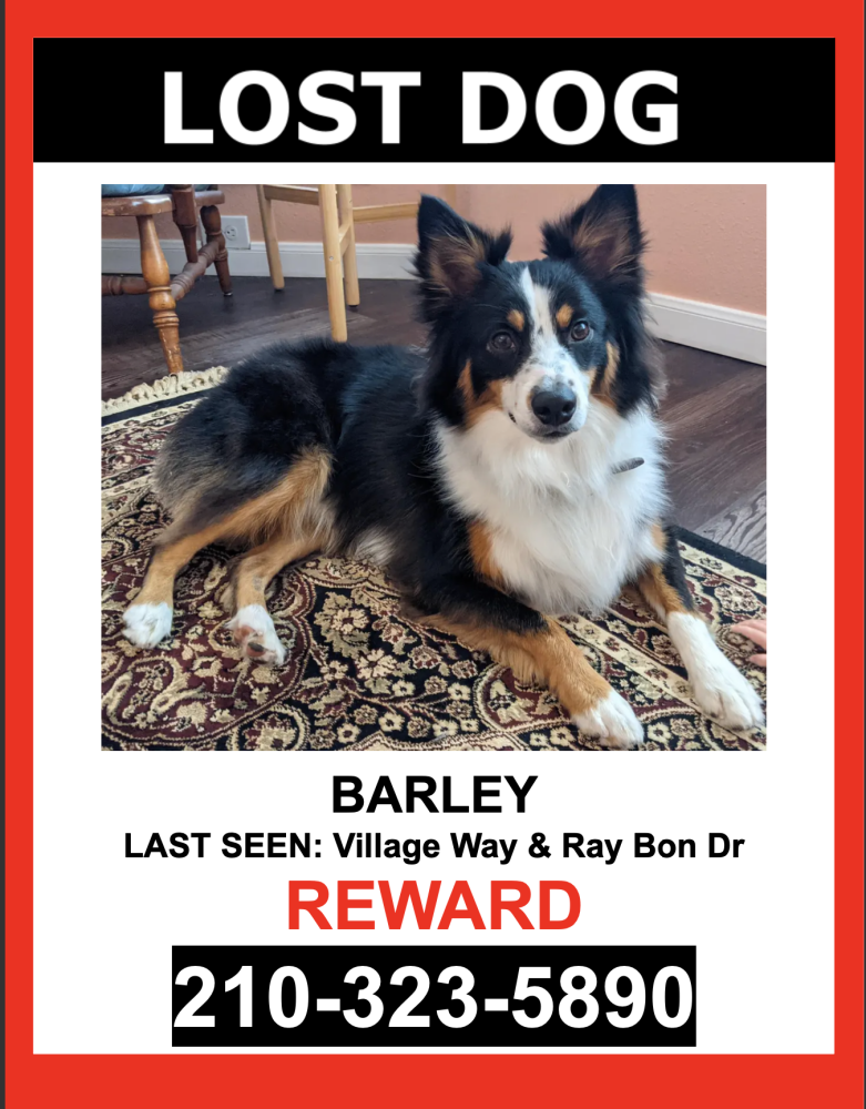 Image of Barley, Lost Dog