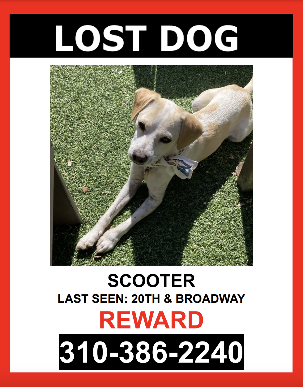Image of Scooter, Lost Dog