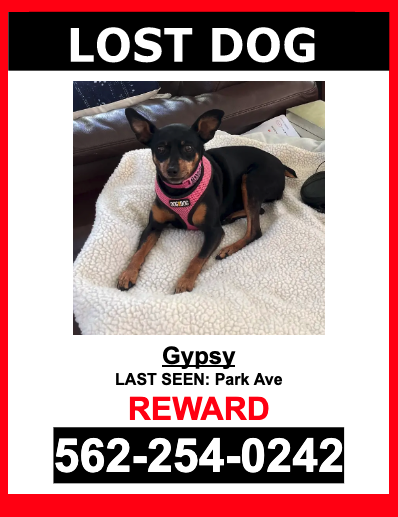 Image of Gypsy, Lost Dog