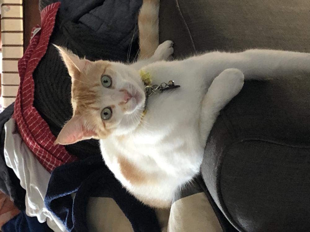 Image of Pineapple, Lost Cat