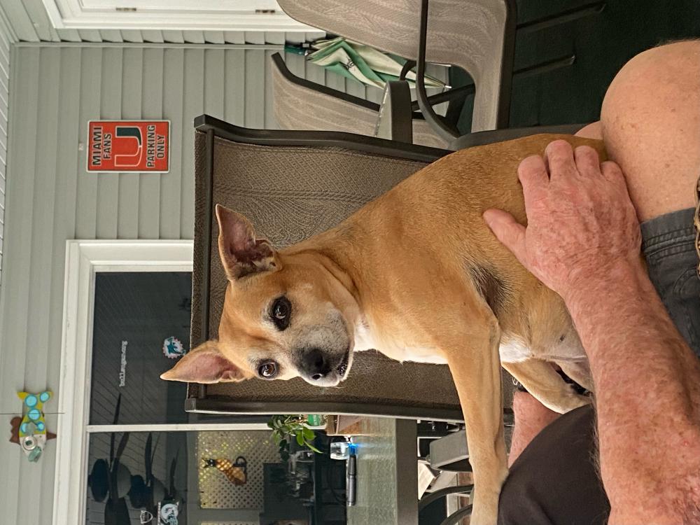 Image of Jackie, Lost Dog
