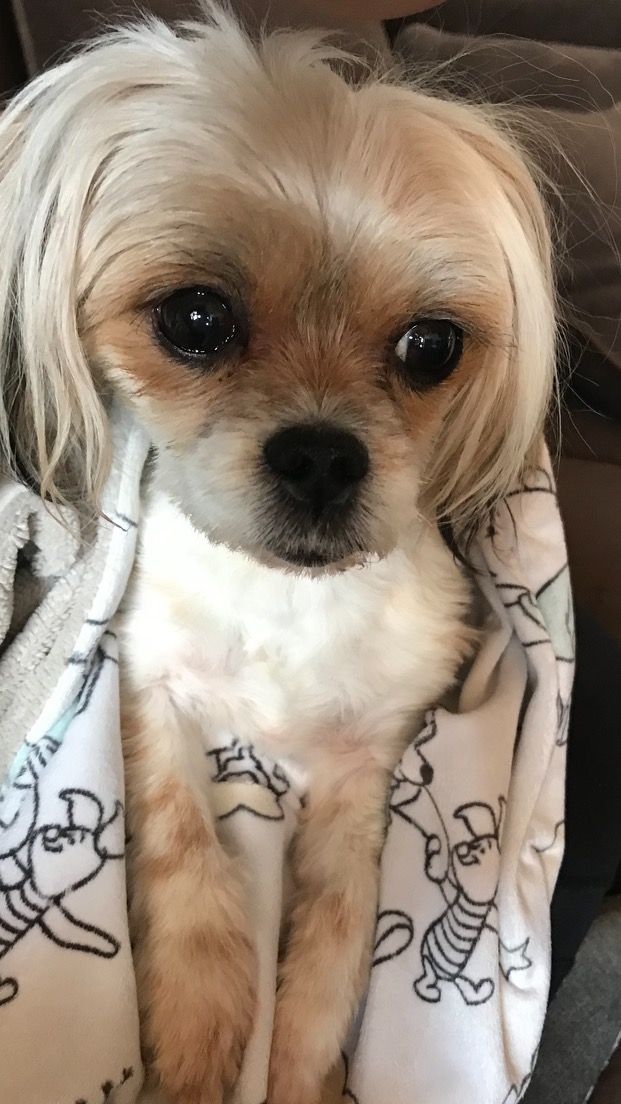 Image of PIPER, Lost Dog