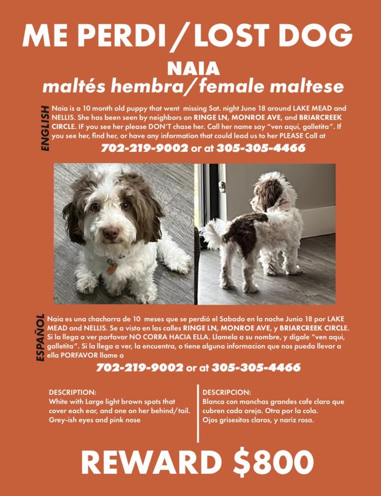 Image of Naia, Lost Dog