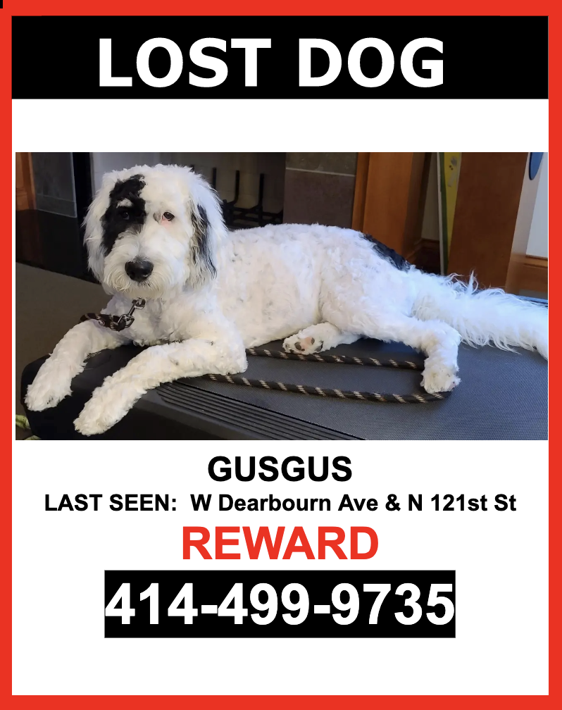 Image of GusGus, Lost Dog
